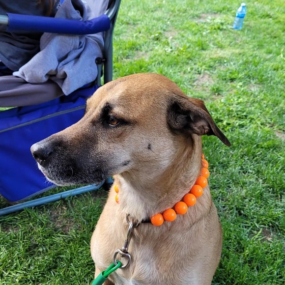 Handcrafted Beaded Dog Collar - Hunter - Neon Orange Acrylic Beads - Picture 6 of 13